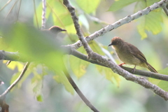 Pycnonotus brunneus