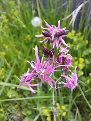Silene flos-cuculi