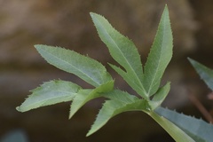 Angelica scabrida