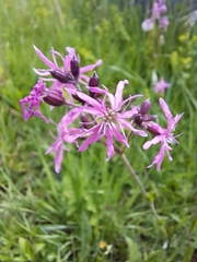 Silene flos-cuculi