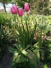 Tulipa