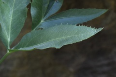 Angelica scabrida