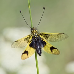 Libelloides longicornis