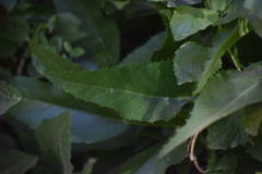 Angelica scabrida