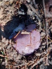 Cortinarius archeri