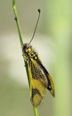 Libelloides longicornis
