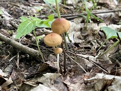 Rhizomarasmius