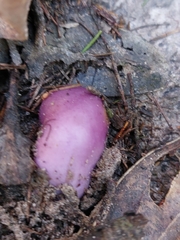 Cortinarius archeri