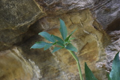 Angelica scabrida