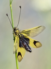Libelloides longicornis