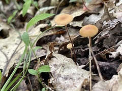 Rhizomarasmius