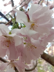 Prunus serrulata