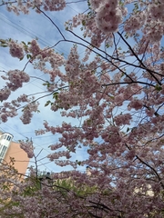 Prunus serrulata