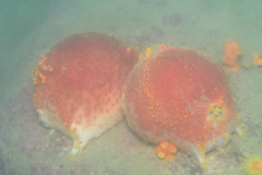 Pseudocolochirus violaceus