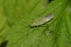 Blepharidopterus diaphanus