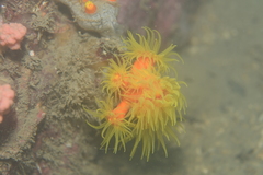 Dendrophyllia