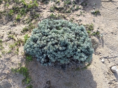 Achyranthemum argenteum