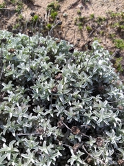 Achyranthemum argenteum