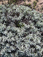 Achyranthemum argenteum