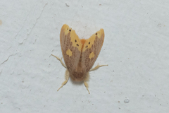 Euproctis quadrangularis