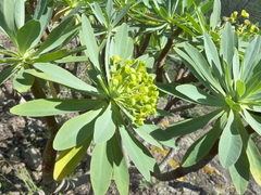 Euphorbia atropurpurea image
