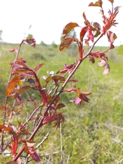 Rosa glauca