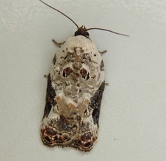 Acleris nivisellana