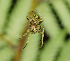 Novaranea courti