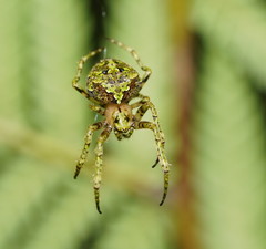 Novaranea courti