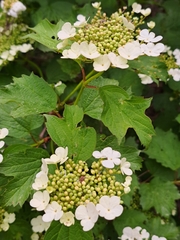 Viburnum opulus
