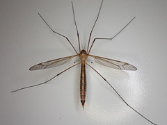 Tipula tephrocephala