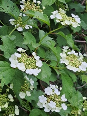 Viburnum opulus