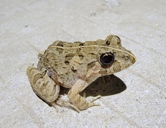 Fejervarya multistriata