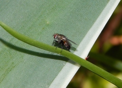 Diptera