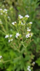 Stevia rebaudiana