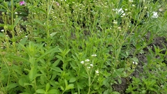 Stevia rebaudiana