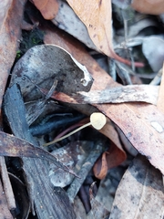 Marasmius alveolaris