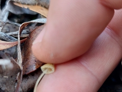 Marasmius alveolaris