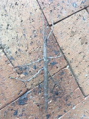 Bactrododema tiaratum