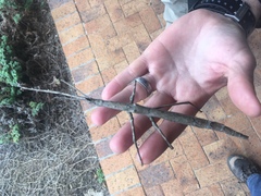 Bactrododema tiaratum
