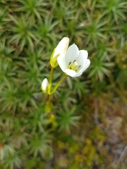 Gentianella diemensis