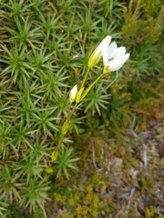 Gentianella diemensis