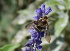 Xylocopa