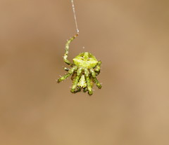 Novaranea courti