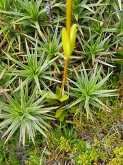 Gentianella diemensis