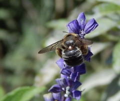 Xylocopa