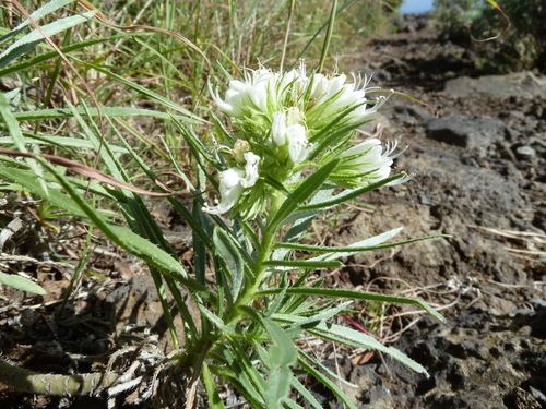 Image of Echium aculeatum by (c) Andreas Taeger, some rights reserved (CC BY)