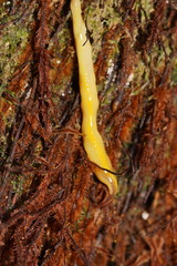 Australopacifica warragulensis