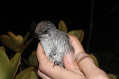 Gliciphila undulata