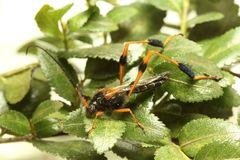 Callisphyris leptopus